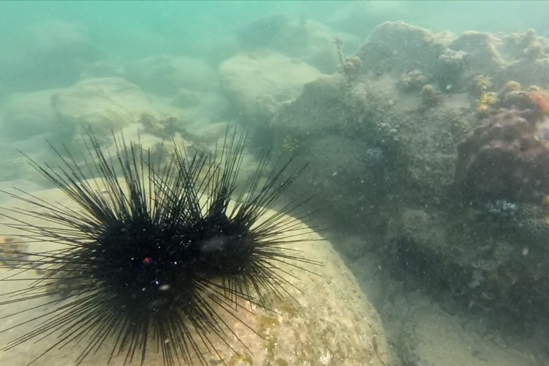 Koh Rong Samloen.
DÃ©couverte du snorkeling...