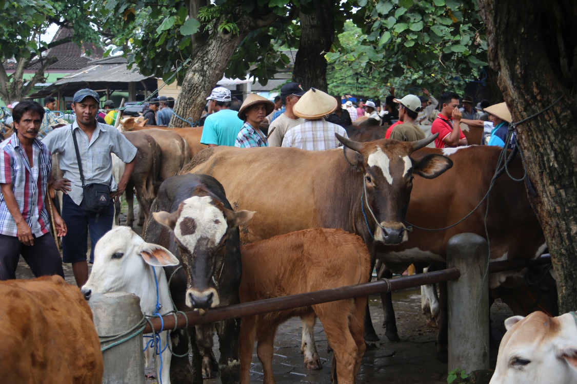 Java.
MarchÃ© aux bestiaux de Prambanan.