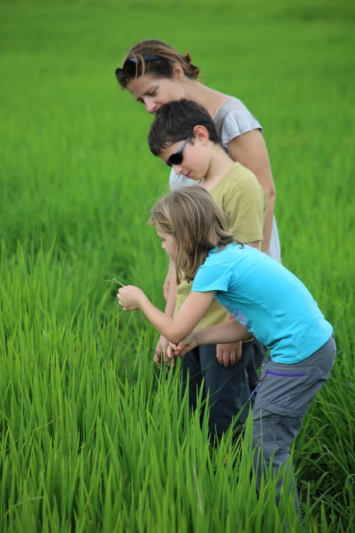 Java. Prambanan.
Dans les rizières.