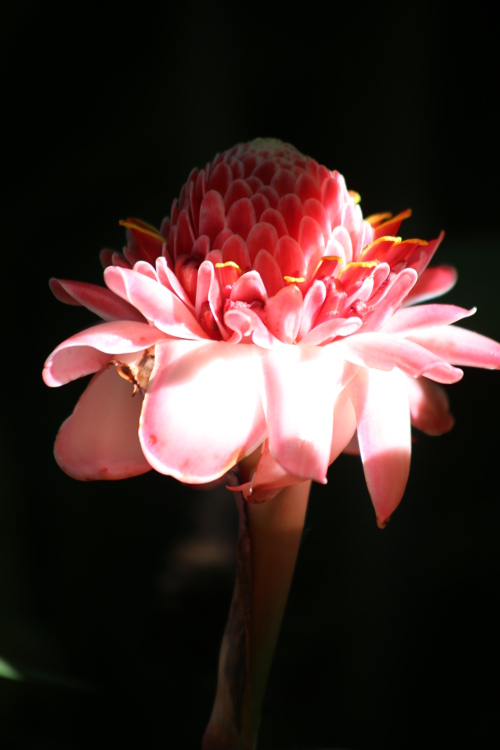 Plateau des Bolovens. Village de Tad Lo.