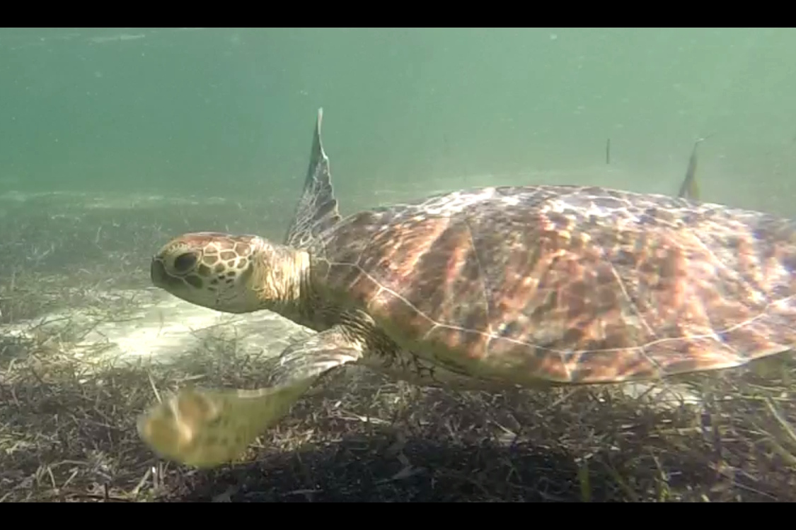 IlÃ´t MaÃ®tre.
Objectif rÃ©ussi !
On a Ã©tÃ© aidÃ© par un requin Ã  pointe noire qui rodait au large de l'Ã®le, et qui a poussÃ© toute les tortues vers les berges.