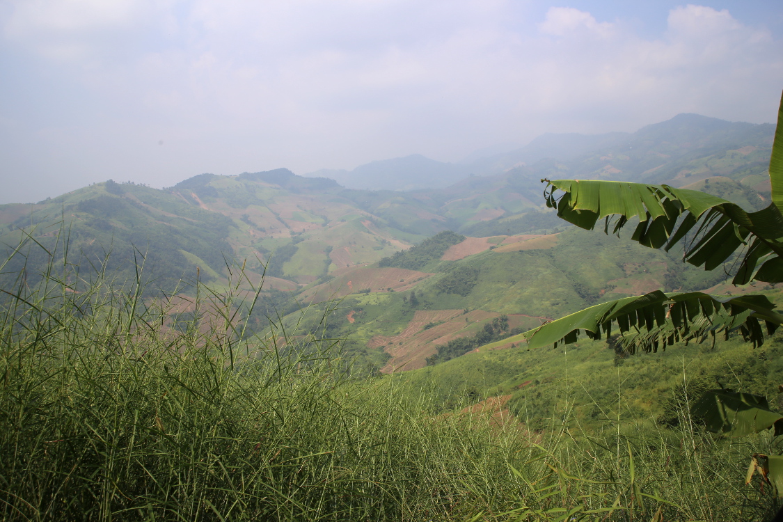 Les Akhas cultivent principalement le riz, le maÃ¯s et le gingembre.