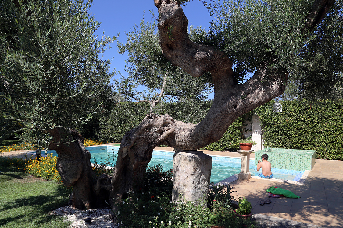 Monteroni di Lecce.
Notre premier logement dans les Pouilles chez Tonio et Anna, 2 personnes fantastiques qui nous on accueilli comme si on faisait partie de la famille.
Ils nous ont fait dÃ©couvrir les spÃ©cialitÃ©s culinaires de la rÃ©gion en nous offrant plats et gÃ¢teaux, et en nous invitant Ã  manger le samedi soir pour dÃ©couvrir tout un panel de plats fantastiques !
Et leur Olivier devant la maison a tout de mÃªme 700 ans...