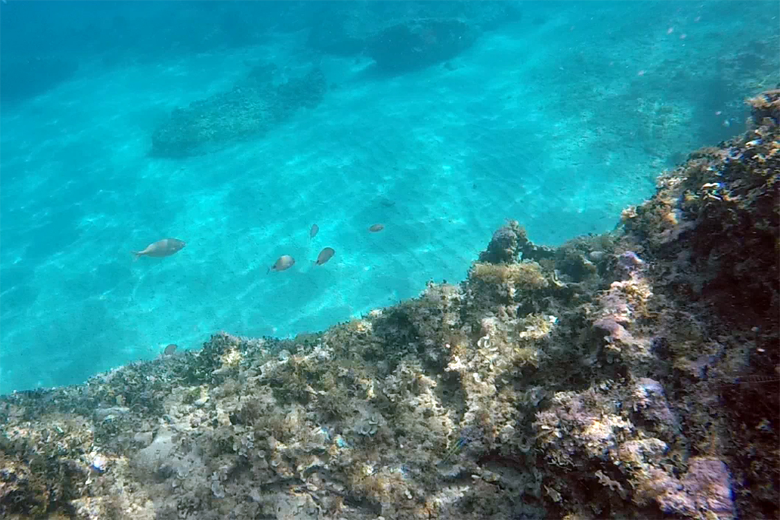 Sant'Andrea.
Et quelques beaux poissons !