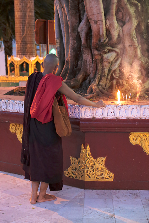 Yangon.
Pagode Shwedagon.
Un moine devant l'arbre de la Bodhi, symbole de l'intelligence et de la sagesse du Bouddha. Il paraitrait que cet arbre proviendrait d'une pousse du cÃ©lÃ¨bre banian de Bodhgaya, en Inde, oÃ¹ le Bouddha eut son illumination.