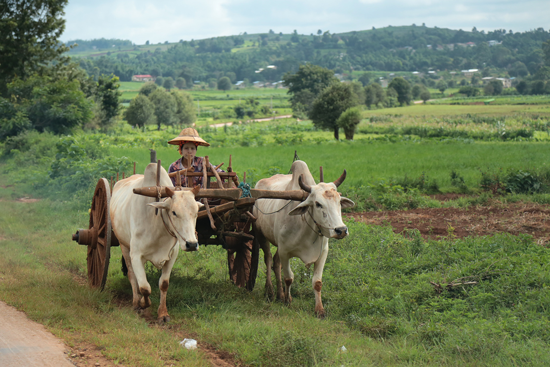 Trajet Kalaw-Pindaya.