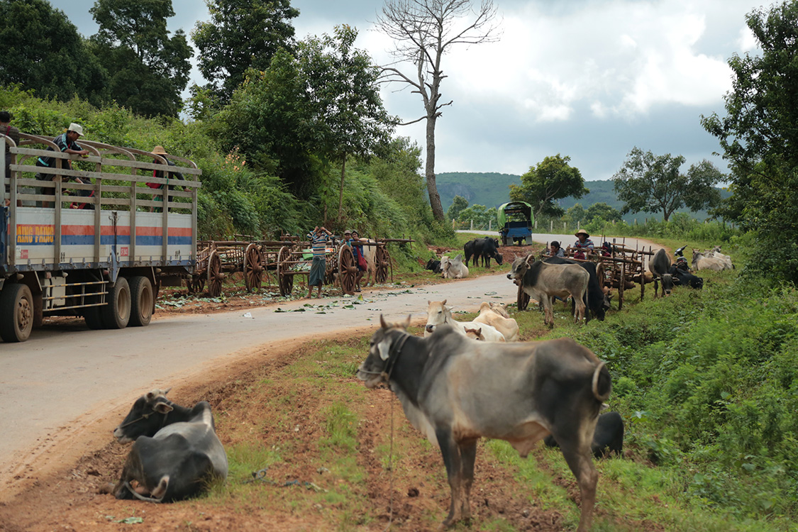 Trajet Kalaw-Pindaya.
Non, ce n'est pas un accident de la route...
On est en pleine saison de rÃ©colte des choux-fleurs, et on voit passer une multitude de charrettes et de camions pleins Ã  craquer comme savent si bien le faire les asiatiques.
