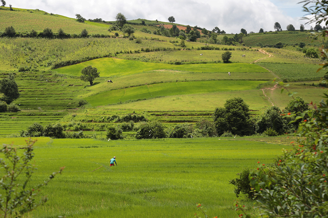 Trek Kalaw-Lac InlÃ©.
Le riz dans cette rÃ©gion n'est cultivÃ© que pour la consommation personnelle des paysans.