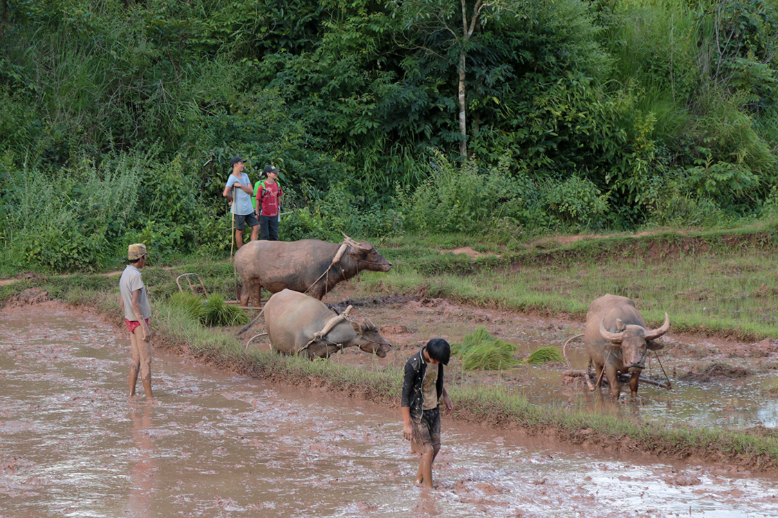 Trek Kalaw-Lac InlÃ©.
On pourrait croire qu'ils prÃ©parent le champ pour repiquer le riz, mais ils sont en fait en train de chercher des poissons... Apparemment, ils n'en ont pas trouvÃ©s...