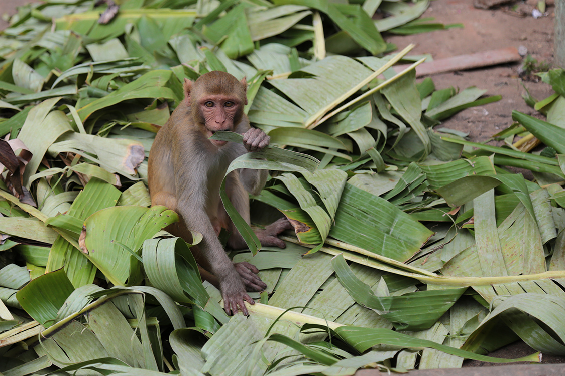 Mont Popa.
C'est aussi un lieu qu'il faut partager avec une quantitÃ© impressionnante de singes...