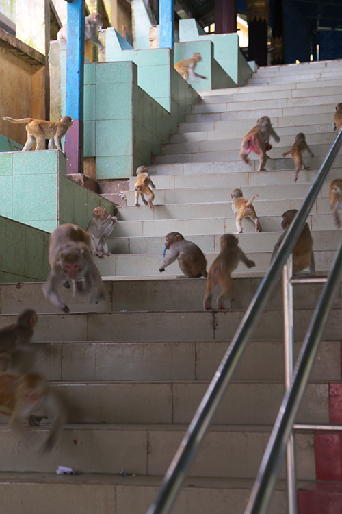 Mont Popa.
Et c'est parti pour une longue montÃ©e accompagnÃ©e des singes.