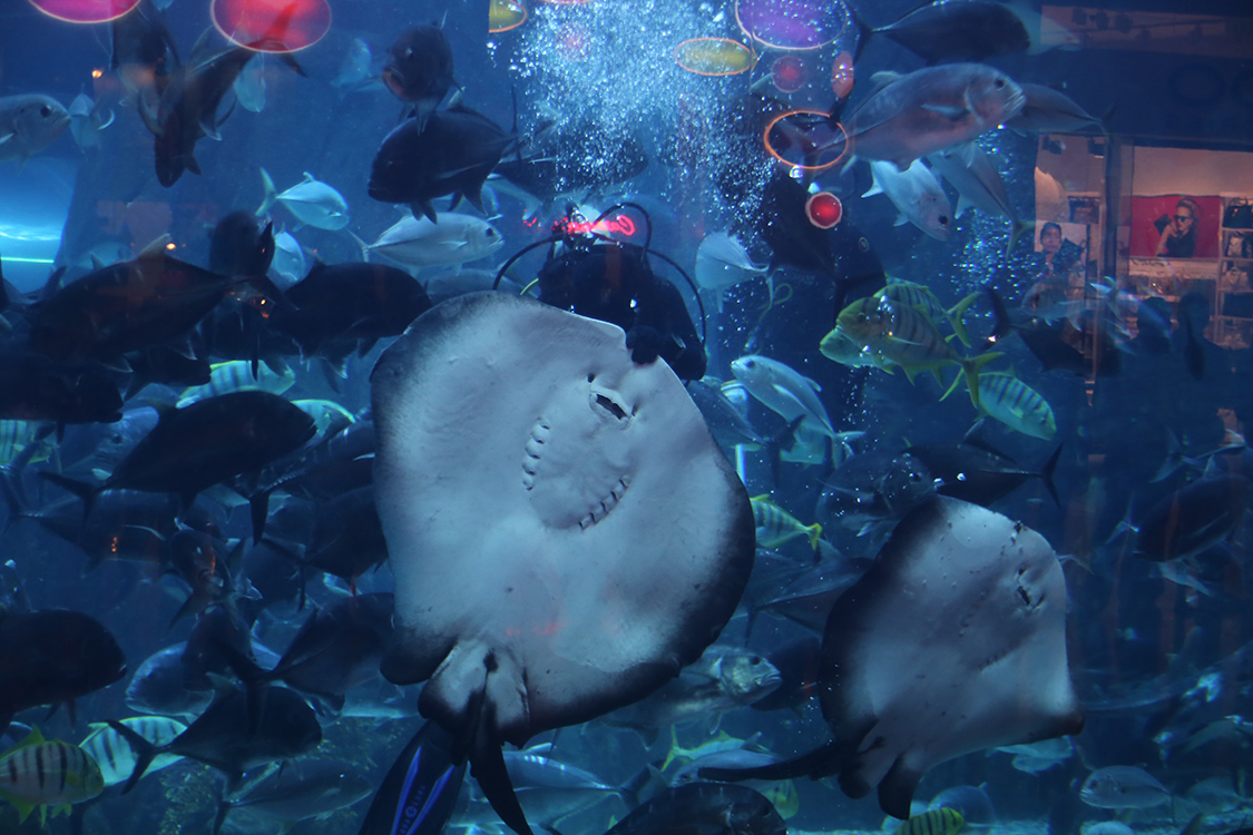 On ne sait pas trop ce que ces animaux pensent des vitrines en face de l'aquariumâ€¦