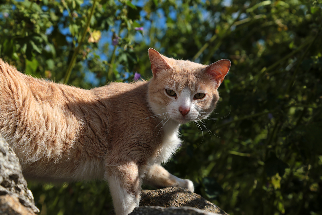 Mykonos.
Et ses chats.