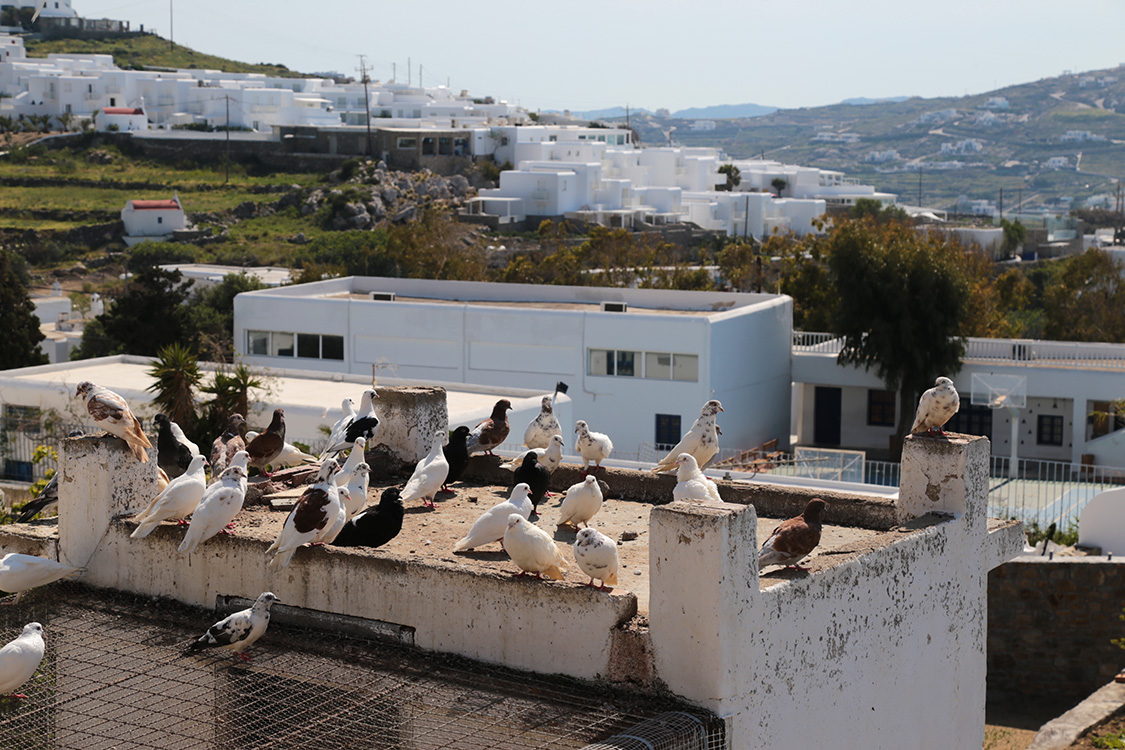 Mykonos.
On trouve pas mal de pigeonniers dans les Cyclades, notamment sur l'Ã®le de Tinos.
Mais on peut en trouver Ã©galement sur Mykonos.