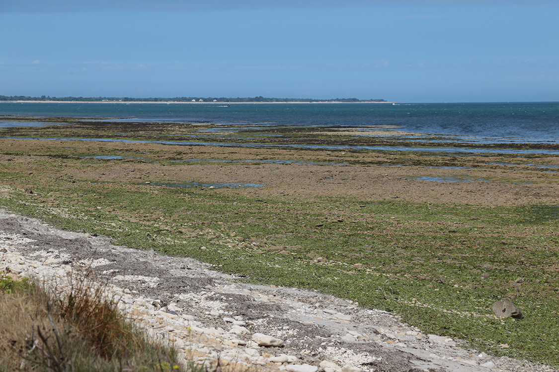 Ile de RÃ©.