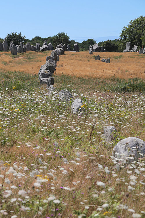 Carnac. Alignements de Kermario.
