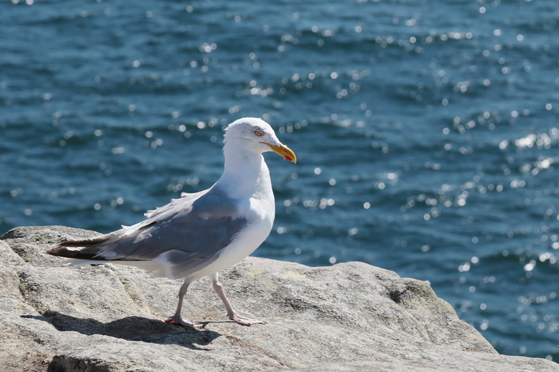 Pointe du Raz.