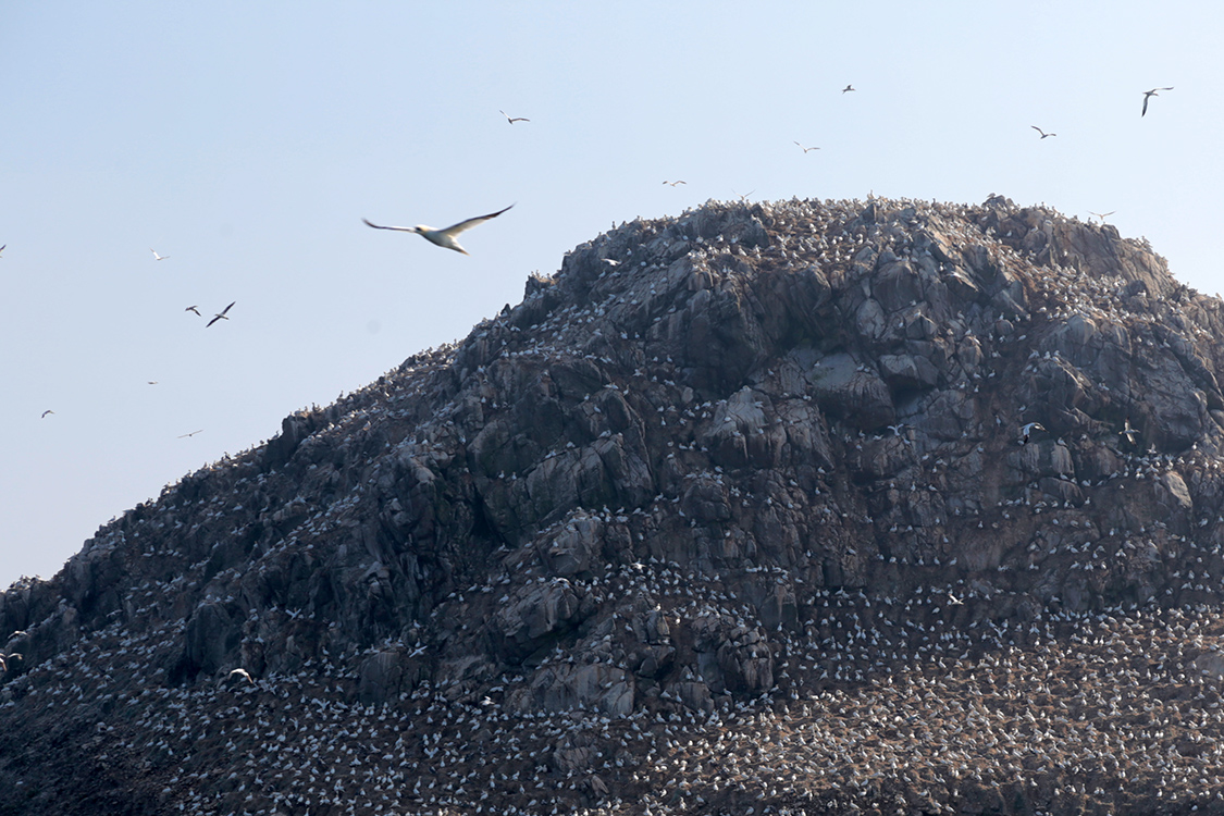 Archipel des 7 Ã®les.
L'Ã®le Rouzic accueille chaque annÃ©e plus de 20 000 couples de fous de Bassan, ce qui est assez impressionnant Ã  observer.