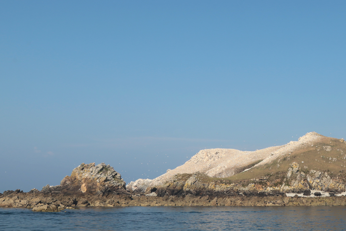 Archipel des 7 Ã®les.
Ile Rouzic.