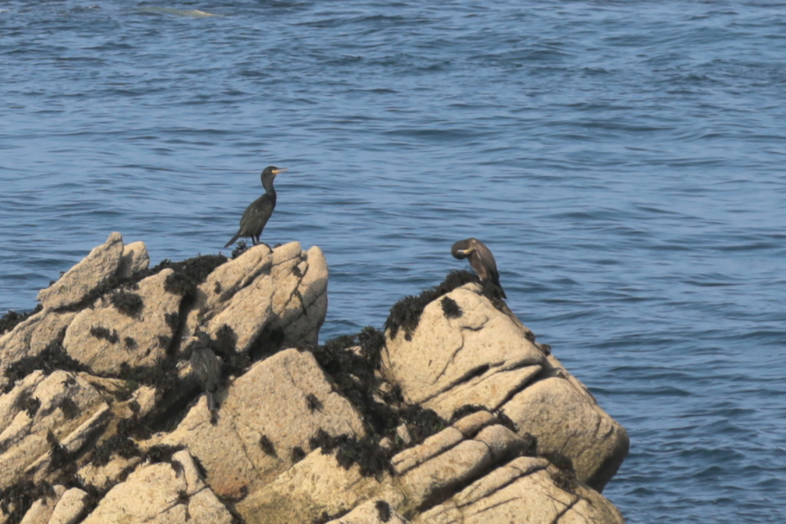 Archipel des 7 Ã®les.
Et quelques Cormorans.