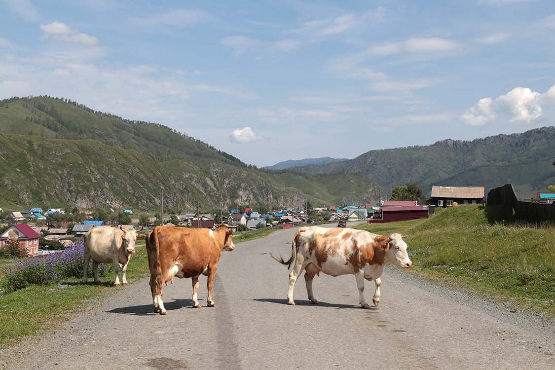 On the road.
On continue notre route vers les hauts plateaux. Mais ici, les vaches, chevaux, chÃ¨vres sont libres et il faut bien faire attention sur la route !