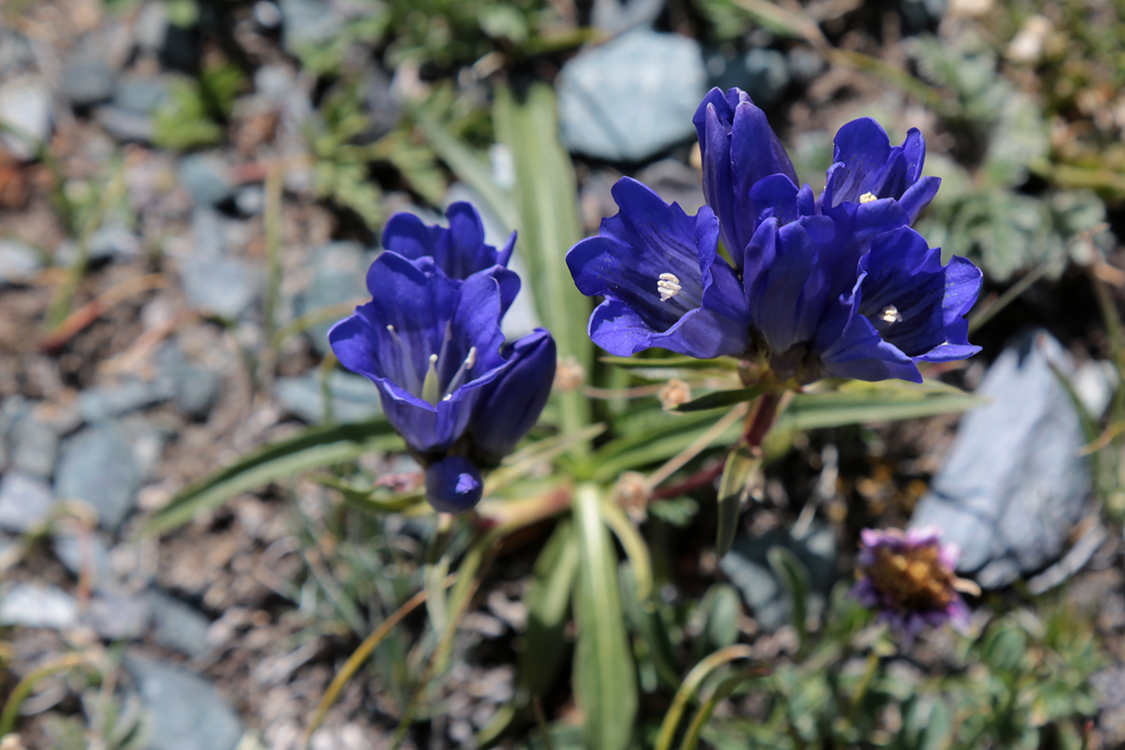 VallÃ©e de Beltir.
Il n'y a pas grand chose qui pousse par ici.
Le sol est stÃ©rile, mais on peut trouver quelques fleurs.