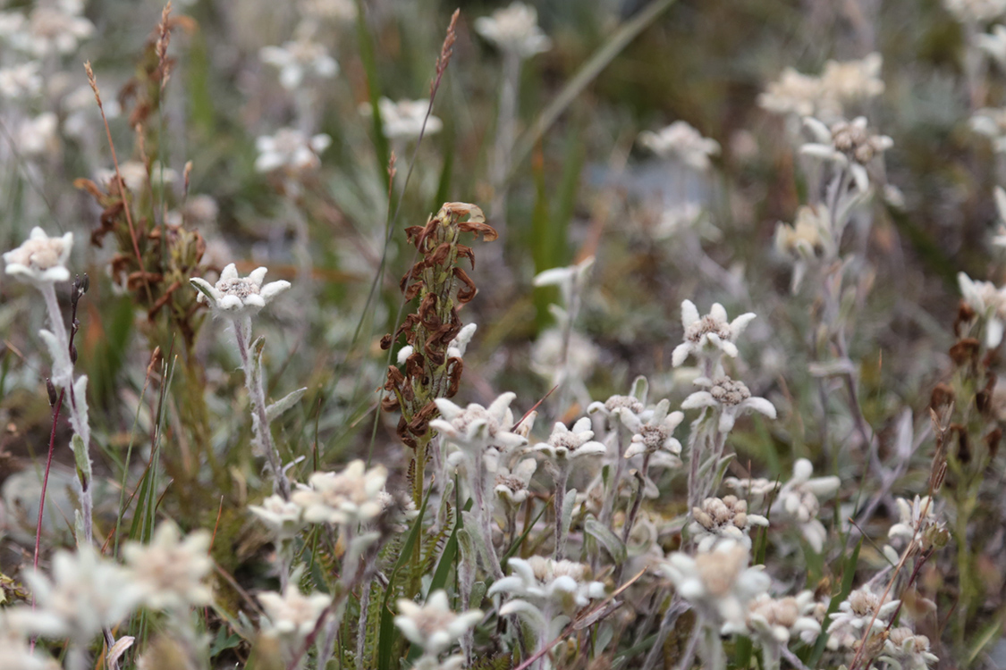 Plateau d'Ukok.
Parterre d'Edelweiss...
Cette fleur est plutÃ´t rare et c'est la premiÃ¨re fois que l'on en voyait !!!