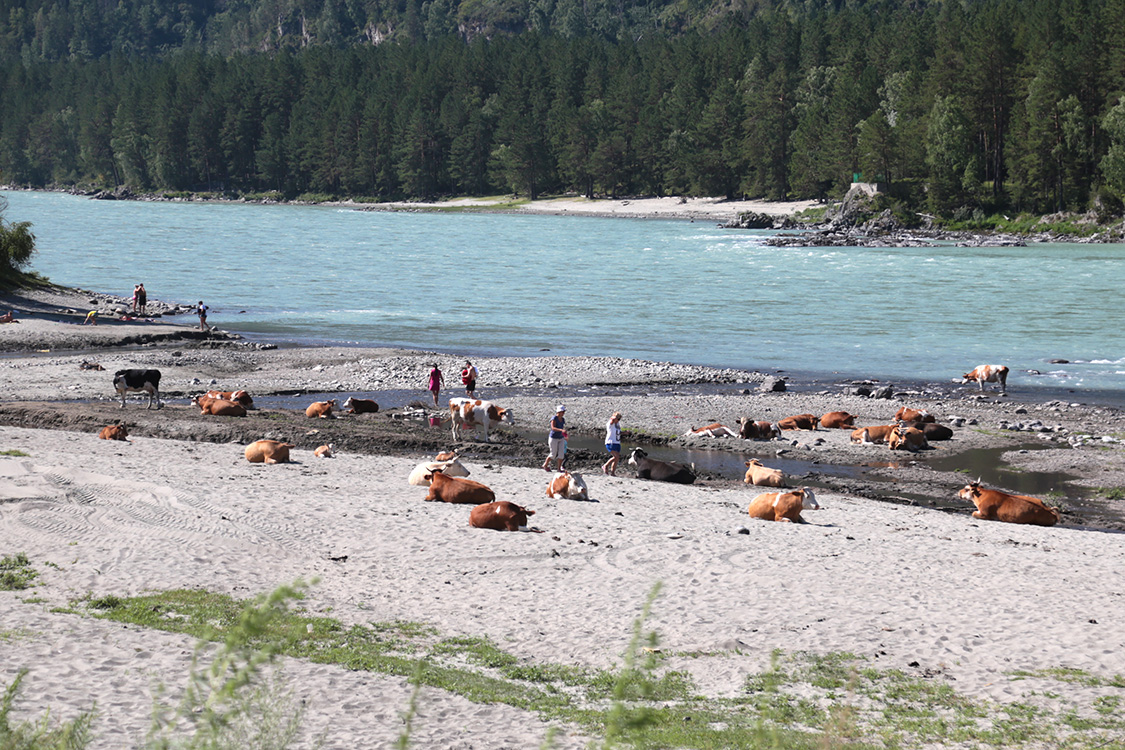 Village d'Uznezya.
Ici, il faut savoir partager la plage avec les vaches !