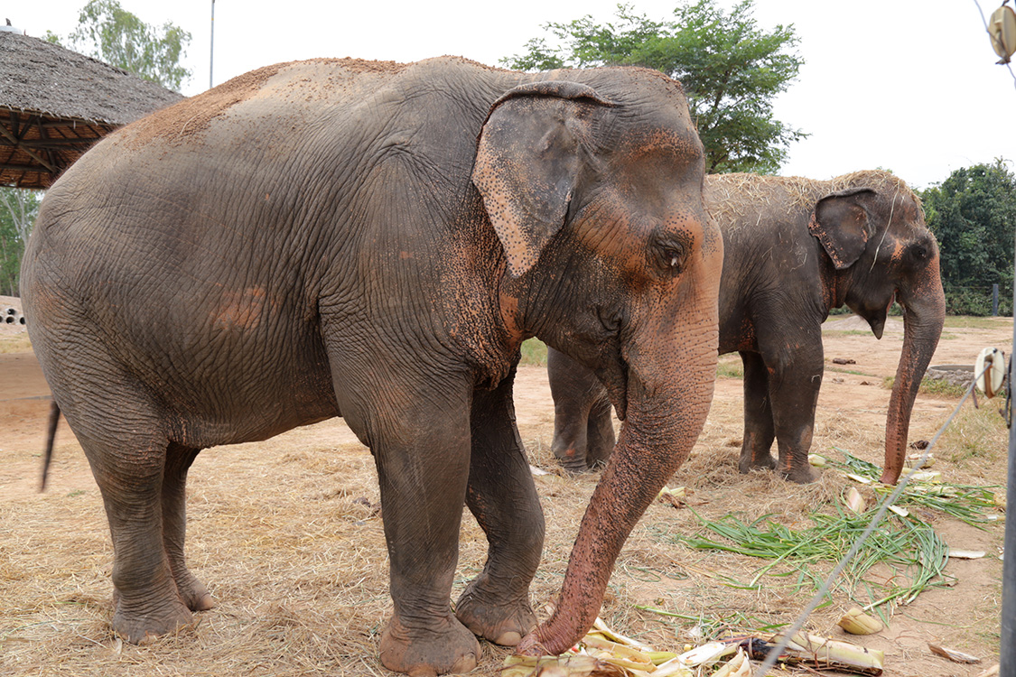 Phetchaburi.
Wildlife Friends Foundation.