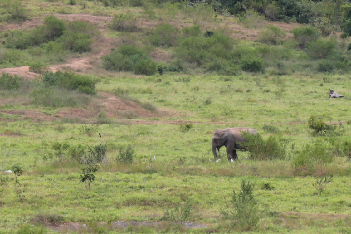 Parc national de Kui Buri.
Seul Ã©lÃ©phant que l'on a pu voir. On a eu moins de chance qu'il y a 3 ans, mais c'est la vie sauvage, pas un zoo...