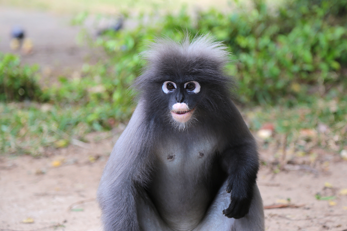 Prachuap Khiri Khan.
Rencontre avec les mÃªmes singes adorables qu'il y a 3 ans. Ils n'ont pas dÃ©mÃ©nagÃ©s !